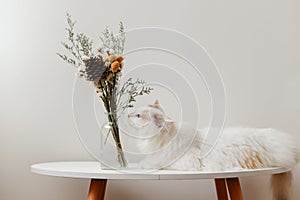 Ragdoll cat lay on tea table,smell flowers, grey background