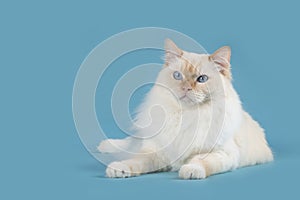 Ragdoll cat lying down with blue eyes looking away on a blue background