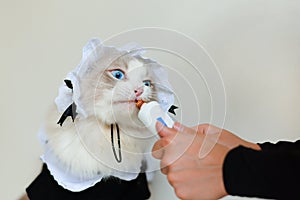 Ragdoll cat in maid`s dress licking Nutritive cream