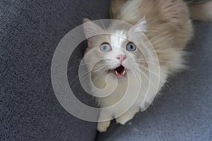 Ragdoll cat open big blue eye and mouth look to camera