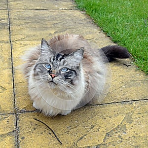 RAGDOLL CAT