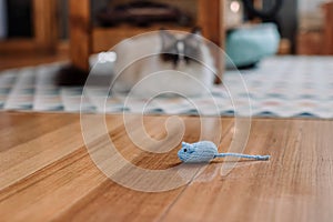 Ragdoll cat playing with a blue knitted mouse toy