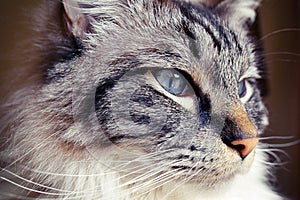 RAGDOLL CAT PORTRAIT