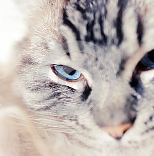 RAGDOLL CAT PORTRAIT