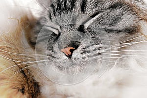 RAGDOLL CAT PORTRAIT