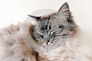 RAGDOLL CAT PORTRAIT