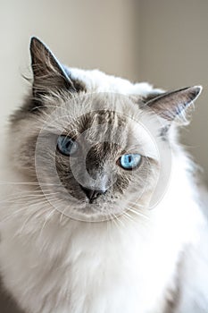Ragdoll Cat