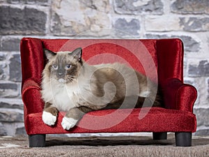 Ragdoll cat portrait on a sofa.