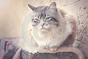 Ragdoll cat resting during the day.