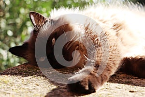 A ragdoll cat rests under the sun