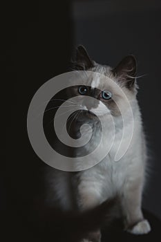 Ragdoll cat sitting