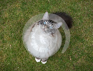 Ragdoll Cat Sitting Outdoors On A Grass Lawn Looking Up At The Camera