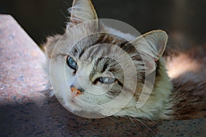 Ragdoll cat sleeping inside garden sink sunbathing