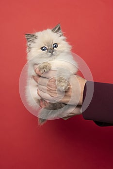 Ragdoll cat, small cute kitten, held in hands, portrait on red background. Pedigree pet