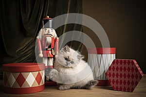 Ragdoll cat, small cute kitten portrait, in a Christmas setting with presents and a nutcracker