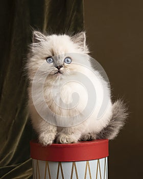 Ragdoll cat, small cute kitten portrait, in a Christmas setting with presents and a nutcracker