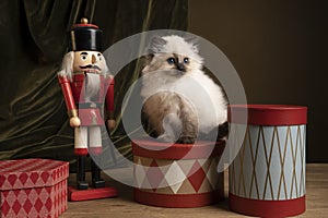 Ragdoll cat, small cute kitten portrait, in a Christmas setting with presents and a nutcracker