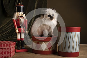 Ragdoll cat, small cute kitten portrait, in a Christmas setting with presents and a nutcracker