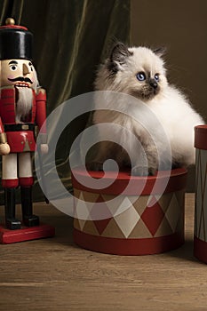 Ragdoll cat, small cute kitten portrait, in a Christmas setting with presents and a nutcracker