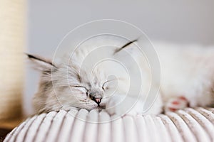 Ragdoll cat small kitten portrait at home