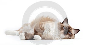 Ragdoll cat, small kitten portrait on white background