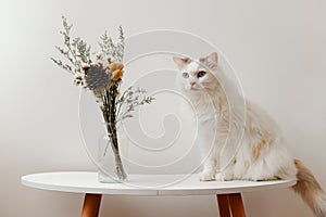 Ragdoll cat stand up on tea table with a bottle of flowers, grey background