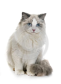 Ragdoll cat in studio