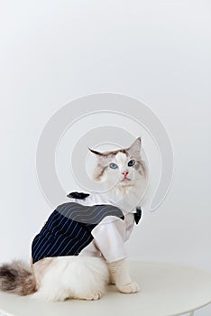 Ragdoll cat in suit sit on table