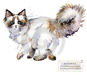 Ragdoll cat watercolor home pet illustration. Cats breeds series. domestic animal.