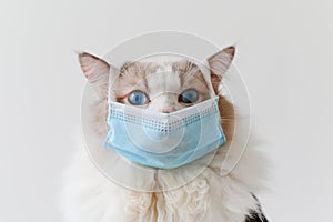 Ragdoll cat wear blue face mask