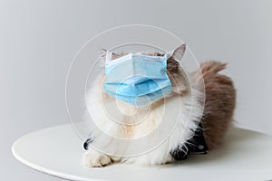 Ragdoll cat wear blue face mask