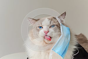 Ragdoll cat wear blue face mask
