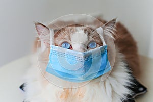 Ragdoll cat wear face mask