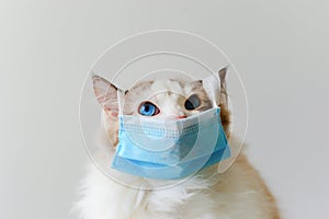 Ragdoll cat wear face mask