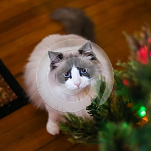 Ragdoll Kitten With Beautiful Blue Eyes Near Christmas Tree