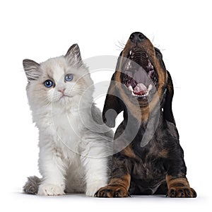 Ragdoll kitten and Dachshund pup on white