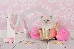 Ragdoll kitten in golden bath