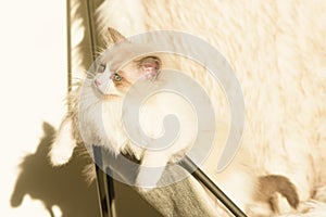 Ragdoll kitten lying on a fur chair