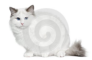 Ragdoll kitten, 6 months old