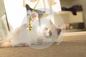 Ragdoll kitten playing