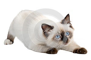 Ragdoll kitten playing