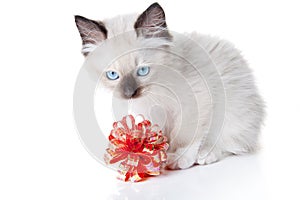 Ragdoll kitten with red ribbon