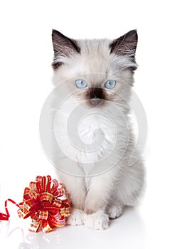 Ragdoll kitten with ribbon