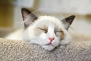 Ragdoll Kitten Sleeping