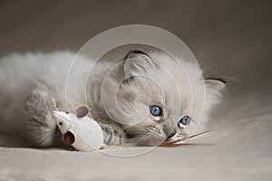 Ragdoll Kitten with toy