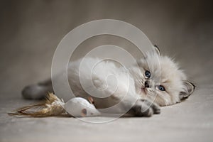Ragdoll Kitten with toy