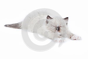 Ragdoll kitten wakening up and stretching photo