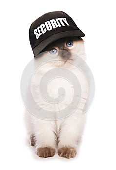 Ragdoll kitten wearing security baseball hat