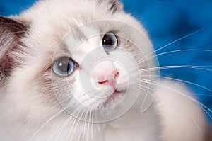 Ragdoll portrait on blue
