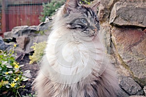 RAGDOLL PORTRAIT